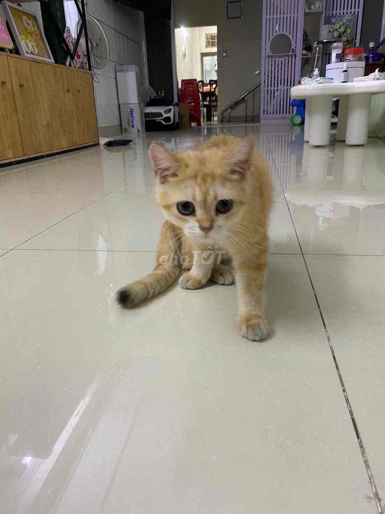 Mèo đực 7 tháng tuổi. Mua bán Mèo tại Quận 10 Tp Hồ Chí Minh được đăng bởi Kid hình 1