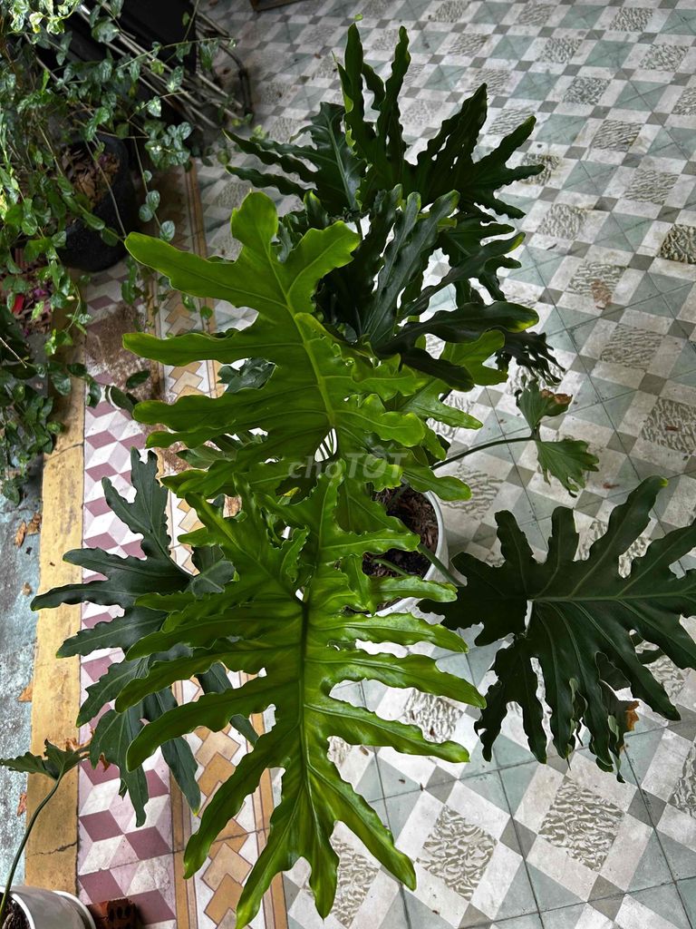 Cây cảnh Trầu bà thanh xuân trang trí. Mua bán Cây cảnh, đồ trang trí tại Quận Liên Chiểu Đà Nẵng được đăng bởi nguyễn nguyễn hình 1