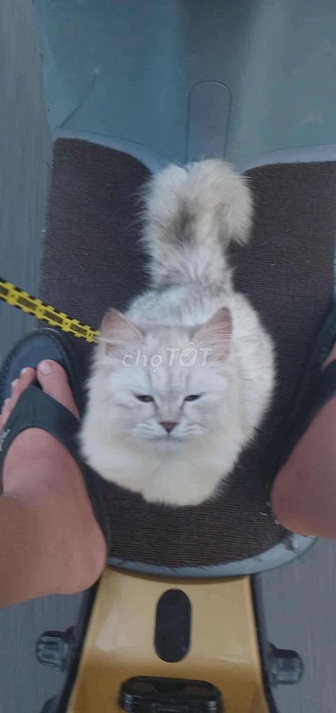 Mèo anh long dài khu vực cao lãnh. Mua bán Mèo tại Huyện Lấp Vò Đồng Tháp được đăng bởi Quân Hồ hình 1