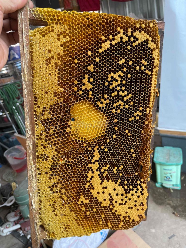 Ong giống Ong nội Thuần Việt nuôi lấy mật. Mua bán Thú cưng khác tại Quận Ba Đình Hà Nội được đăng bởi Nguyễn Minh Thành hình 1