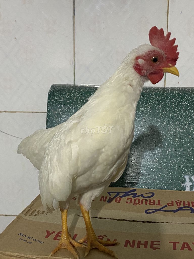 Gà tre Tơ mới lớn màu Trắng. Mua bán Gà tại Huyện Bến Lức Long An được đăng bởi Pham kiêt hình 1