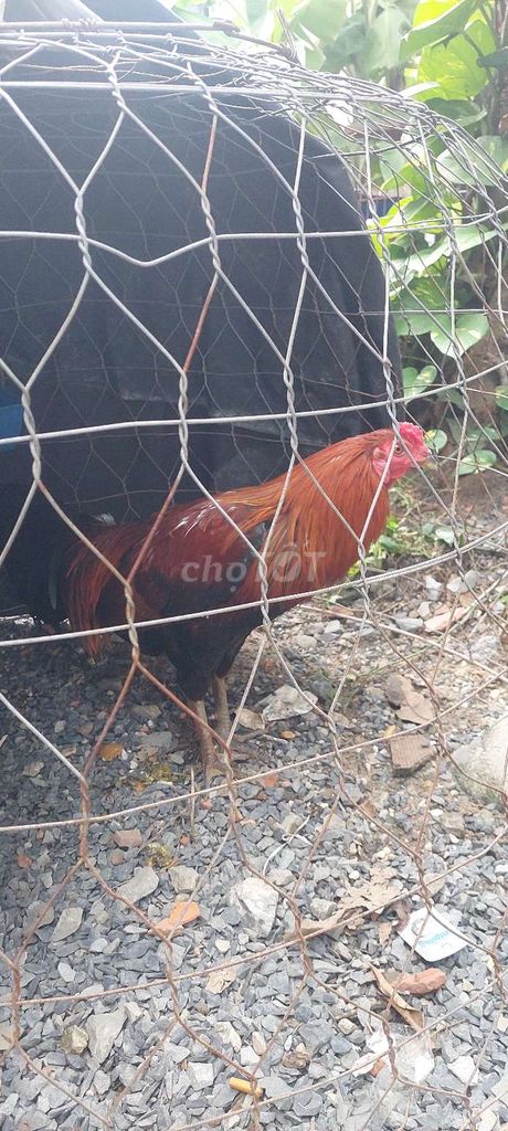 Con ga 2k3 . Gia 700k. Mua bán Gà tại Thành phố Thuận An Bình Dương được đăng bởi Trần Bảo Linh hình 3