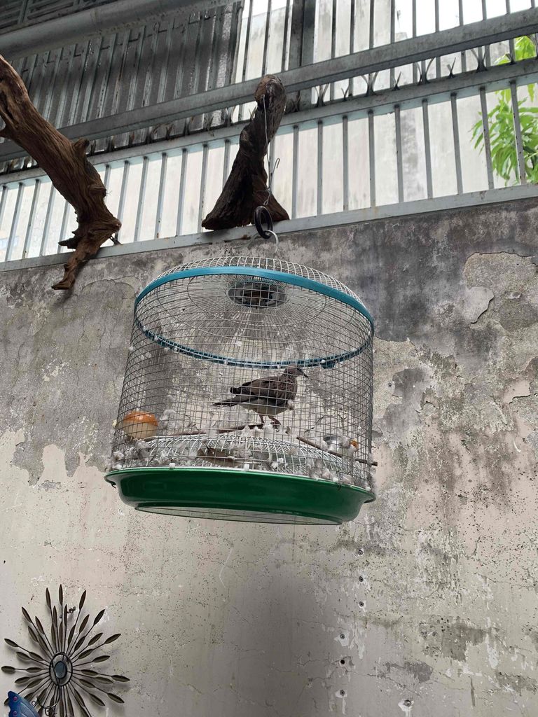 Chim cu gáy màu Nâu. Mua bán Chim tại Quận Bình Tân Tp Hồ Chí Minh được đăng bởi Huỳnh Thanh Liêm hình 1