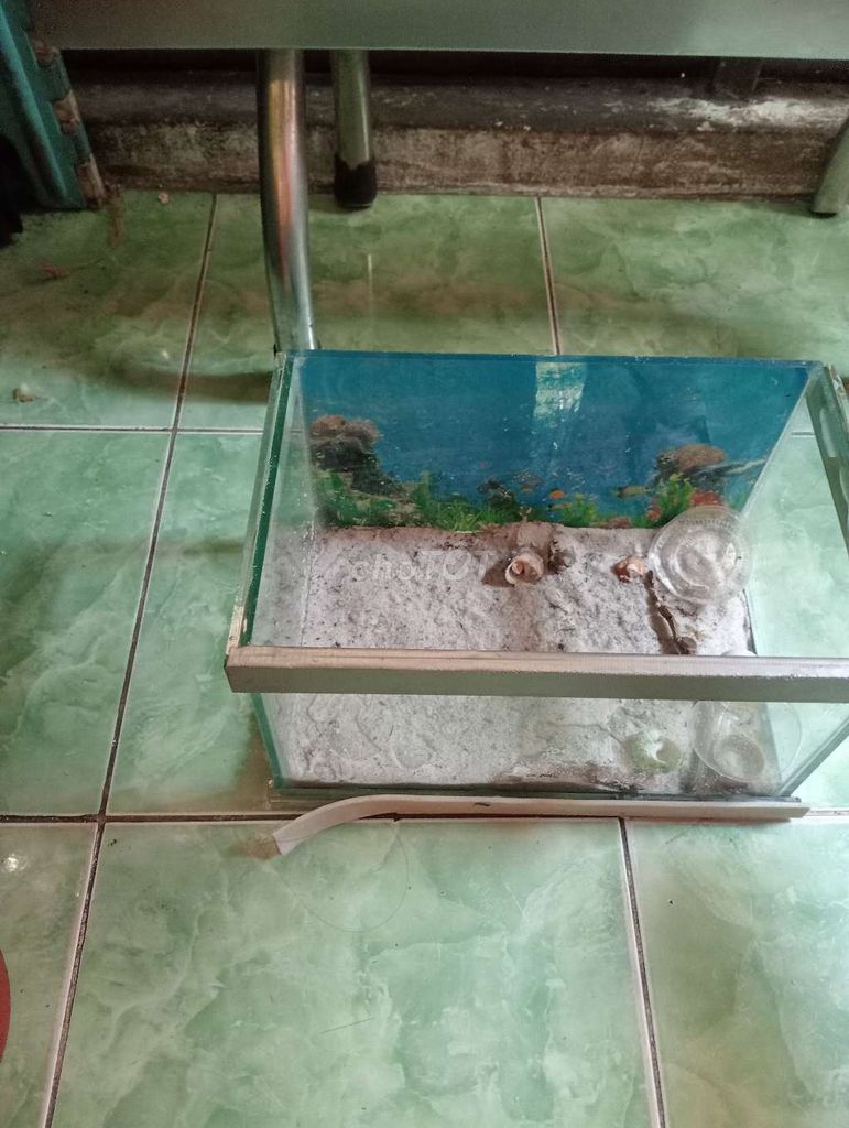 Bể cá mini Kính trong suốt. Mua bán Phụ kiện, Thức ăn, Dịch vụ tại Quận 1 Tp Hồ Chí Minh được đăng bởi a quan  hình 1