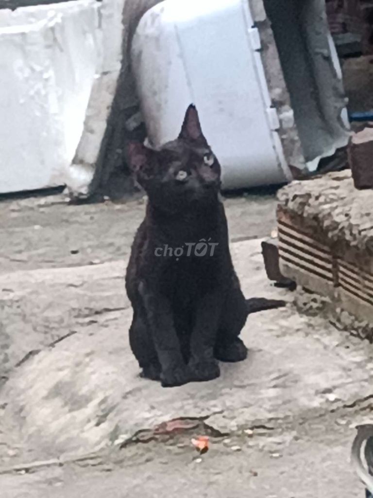 Mèo ALN lai mèo ta. Mua bán Mèo tại Huyện Trảng Bom Đồng Nai được đăng bởi Linh Nguyễn khánh hình 1