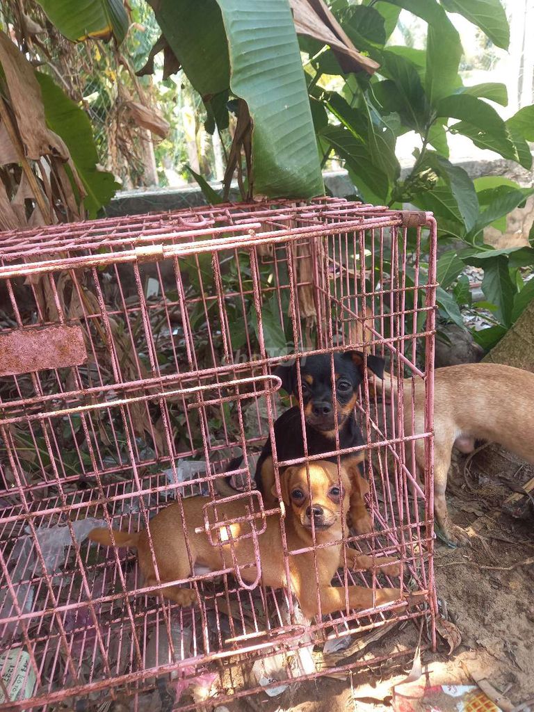 Chó Chihuahua lai Phốc đực siêu mini. Mua bán Chó tại Quận Ninh Kiều Cần Thơ được đăng bởi phương  hình 1