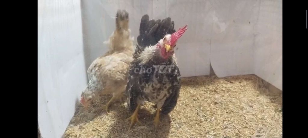 CẶP GÀ SERAMA TRỐNG ĐIỀU XÁM MÁI ĐIỀU BÔNG 27. Mua bán Gà tại Quận 8 Tp Hồ Chí Minh được đăng bởi THUẬN PHÁT SERAMA hình 6