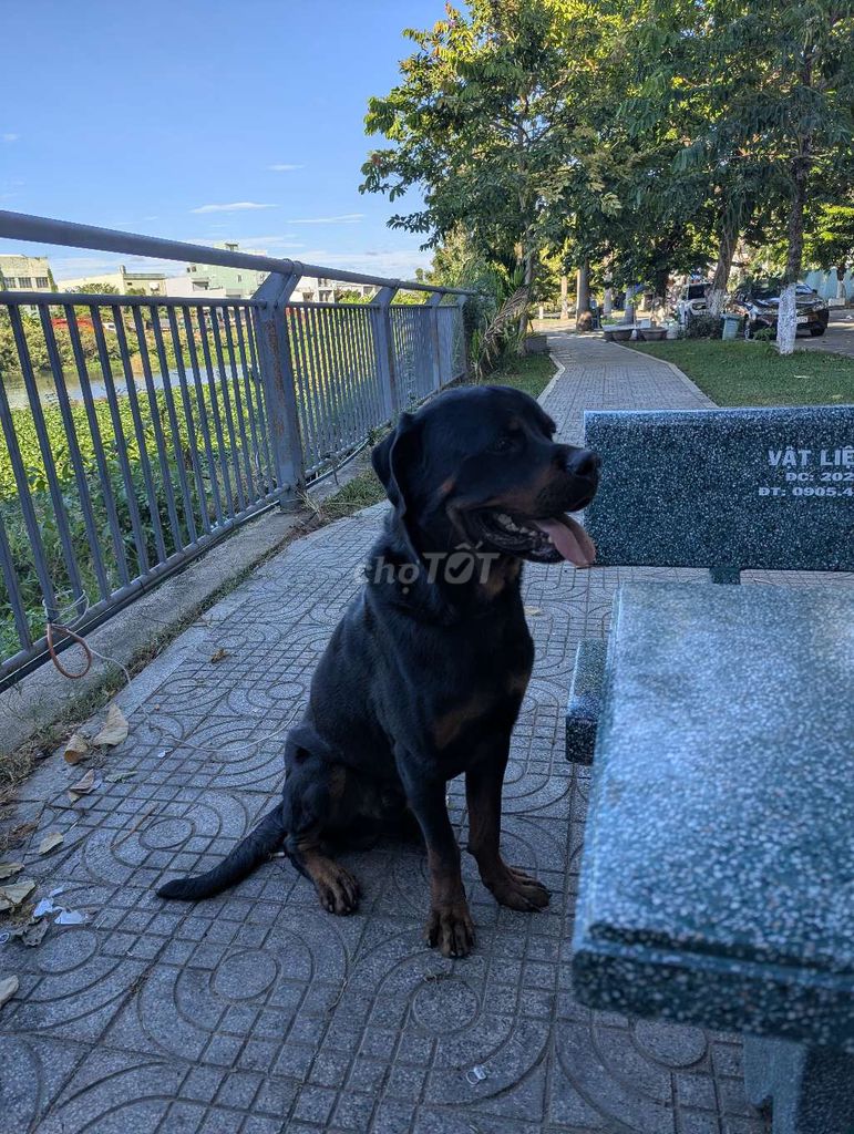 Chó Rottweiler 14 tháng. Mua bán Chó tại Quận Cẩm Lệ Đà Nẵng được đăng bởi Mai Sỹ Nguyên hình 1