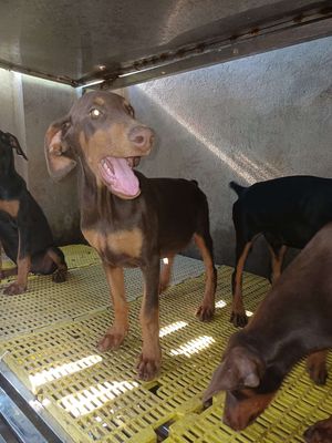Chó Doberman con khỏe mạnh. Mua bán Chó tại Huyện An Lão Hải Phòng được đăng bởi Ngoc phi