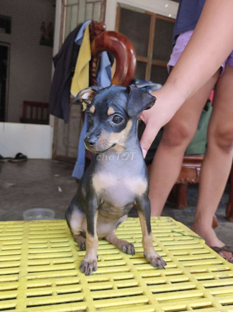 Chó Phốc Hươu Đen Vàng 2 tháng. Mua bán Chó tại Thành phố Thanh Hóa Thanh Hóa được đăng bởi Huyền hình 1
