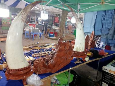Sừng bò Châu phi cao 70 cm đường kính chân 15 cm