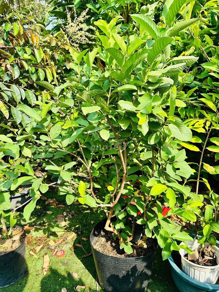 Ổi Nữ Hoàng cây khoẻ đẹp đang bông trái nhiều. Mua bán Cây cảnh, đồ trang trí tại Quận Gò Vấp Tp Hồ Chí Minh được đăng bởi Vườn Kiểng Nhà Nị Ny hình 1