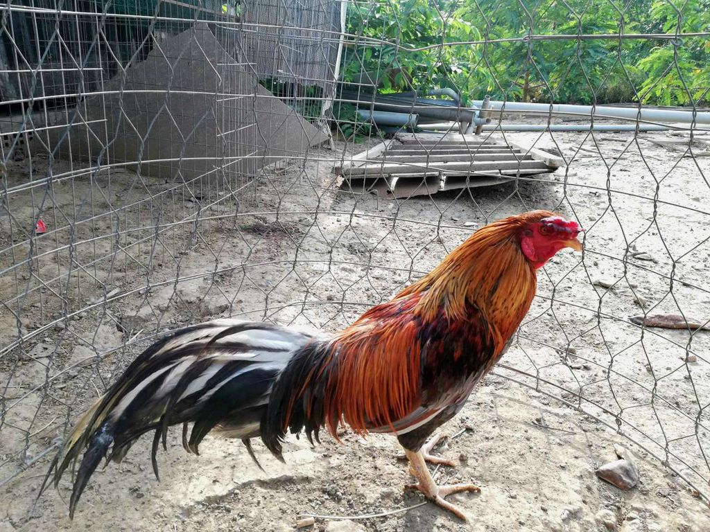 Gà trống 2.2kg. Mua bán Gà tại Huyện Chợ Gạo Tiền Giang được đăng bởi Trại gà nồi Trần Duy hình 1