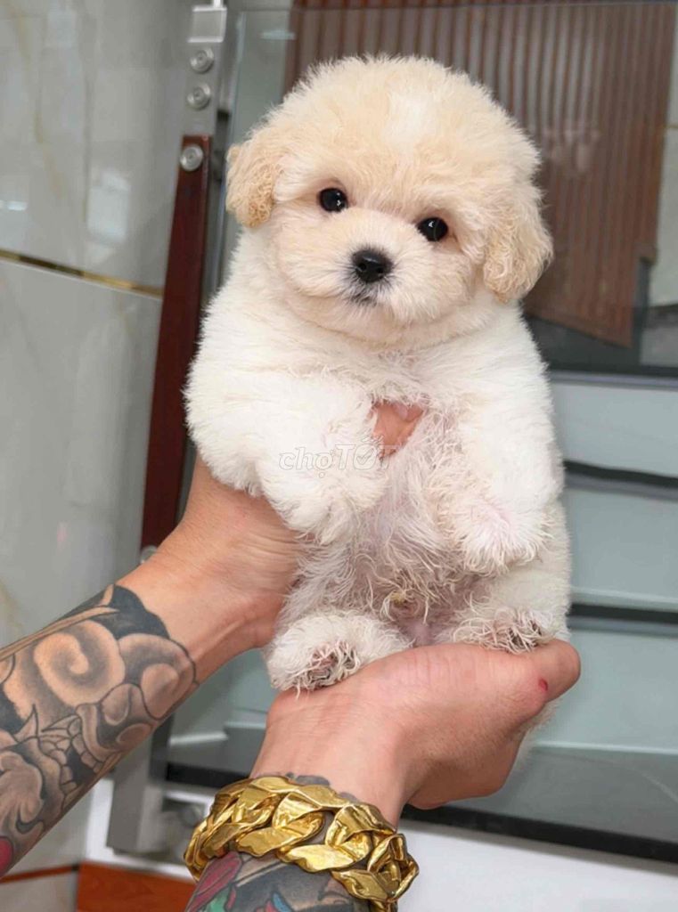 Chó Poodle con màu Kem mơ - 131514774