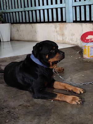 Chó rottweiler có giấy. Mua bán Chó tại Thành phố Tây Ninh Tây Ninh được đăng bởi Long