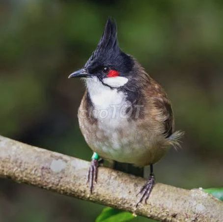 Chim chào mào trống 2 mùa hót cả ngày. Mua bán Chim tại Huyện Bình Chánh Tp Hồ Chí Minh được đăng bởi nam hình 1