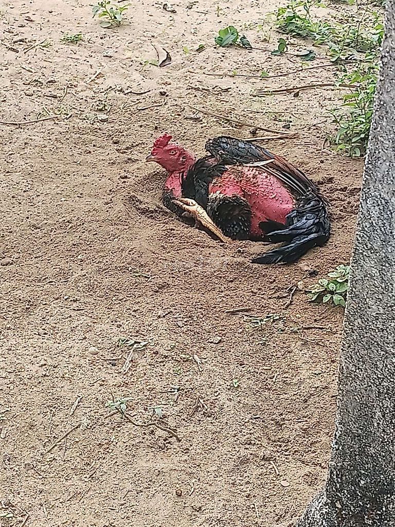 Gà chọi Đen Đỏ Đực. Mua bán Gà tại Huyện Hòa Vang Đà Nẵng được đăng bởi nguyễn huy hình 1