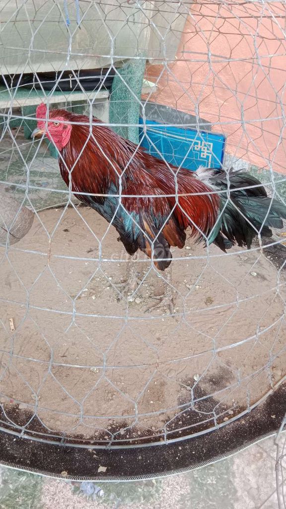 Gà trống Đỏ nâu Đực Khỏe mạnh. Mua bán Gà tại Thành phố Tân An Long An được đăng bởi Tấn lộc hình 1
