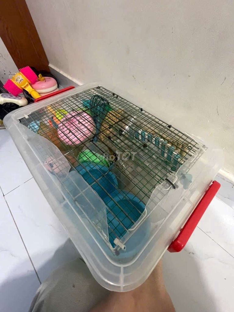 Thanh lý chuồn và rất nhiều đồ Hamster chỉ 200k. Mua bán Phụ kiện, Thức ăn, Dịch vụ tại Quận 8 Tp Hồ Chí Minh được đăng bởi Ken Con hình 1