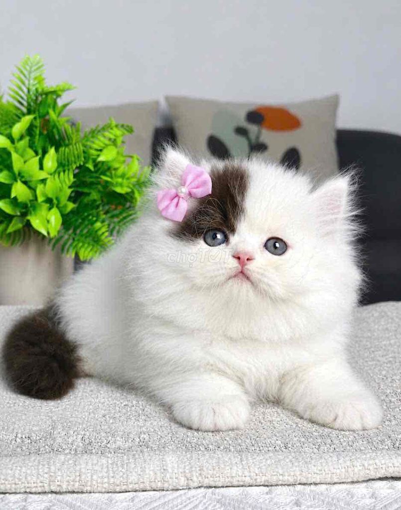 Mèo Anh lông dài giá chỉ từ 3tr. Mua bán Mèo tại Quận Tân Bình Tp Hồ Chí Minh được đăng bởi Meow Meow Cattery hình 1