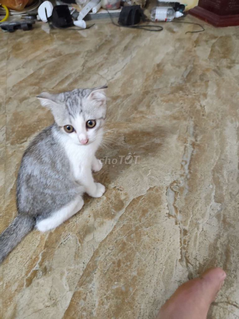 Mèo Anh lông ngắn đực trắng xám trên 3 tháng. Mua bán Mèo tại Huyện Trực Ninh Nam Định được đăng bởi Phạm Văn Việt hình 1