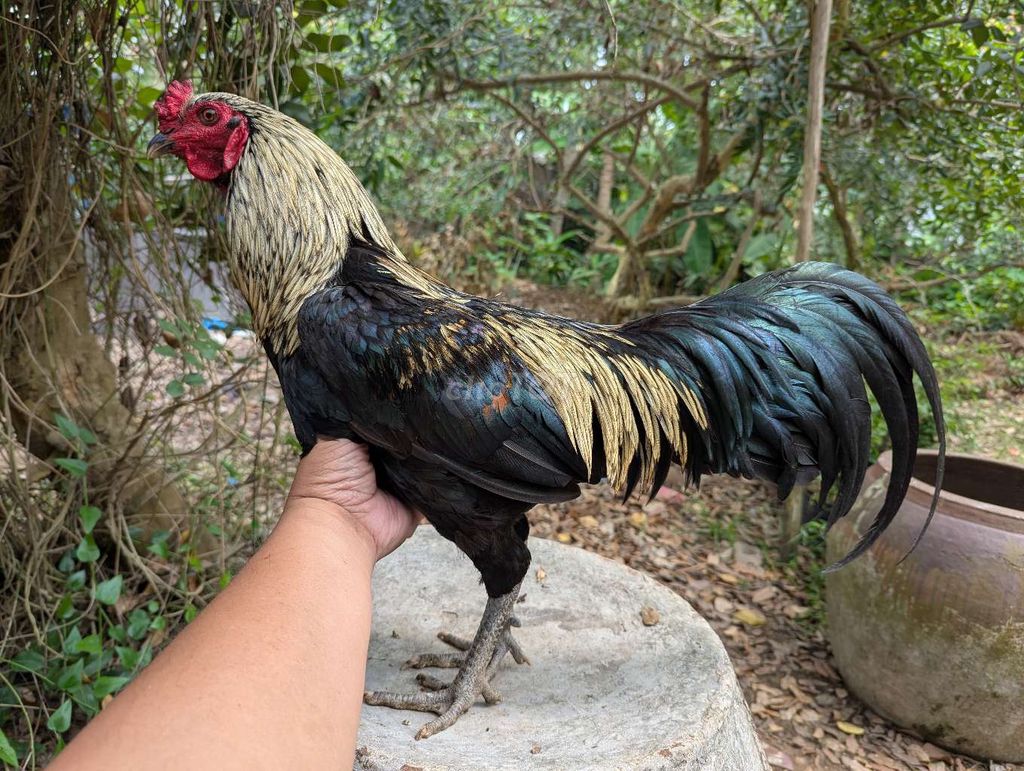 Gà nòi Chuối đen 2.75kg. Mua bán Gà tại Quận Bình Tân Tp Hồ Chí Minh được đăng bởi nhựt trung hình 1