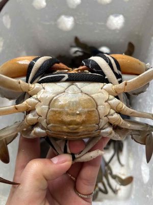 cua cà mau bao ăn từng con. Mua bán Đồ ăn, thực phẩm và các loại khác tại Quận Bình Tân Tp Hồ Chí Minh được đăng bởi ĐẶC SẢN CÀ MAU 