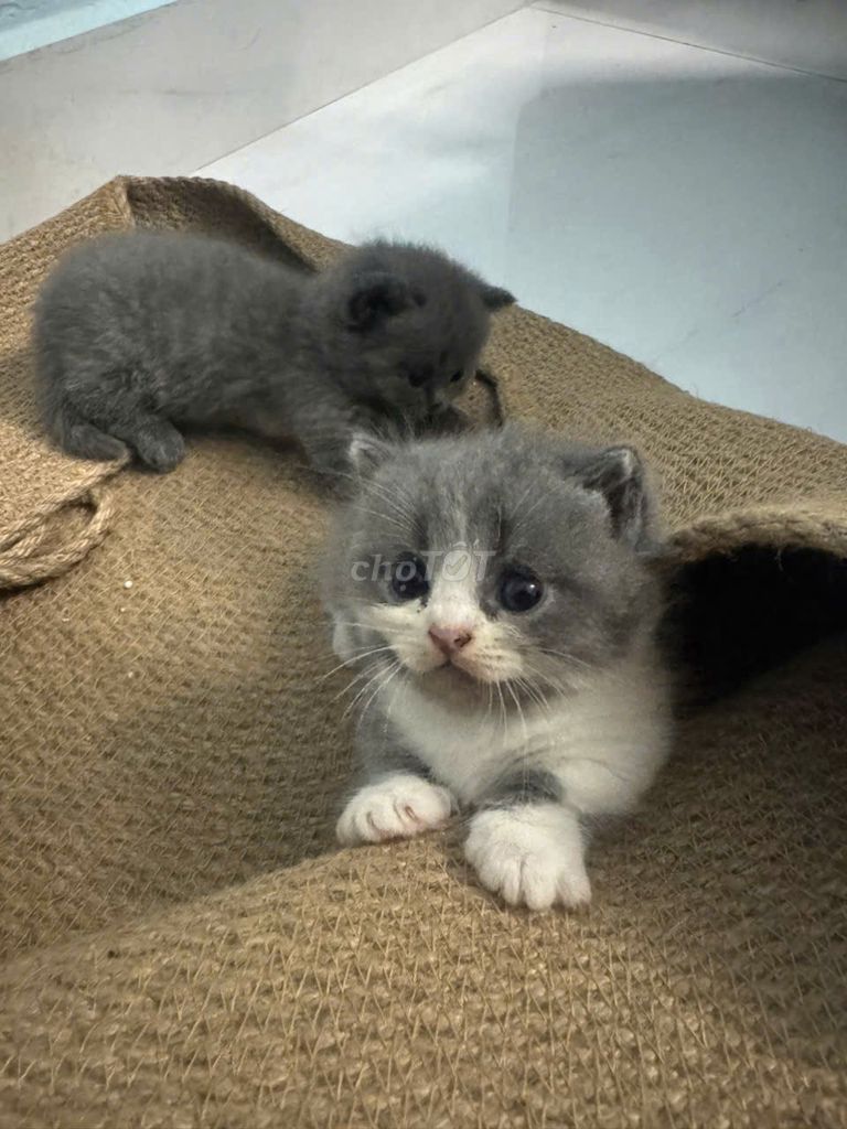 Mèo Anh lông dài lai Anh lông ngắn 2 tháng. Mua bán Mèo tại Quận 11 Tp Hồ Chí Minh được đăng bởi Trần Ngọc Long hình 1