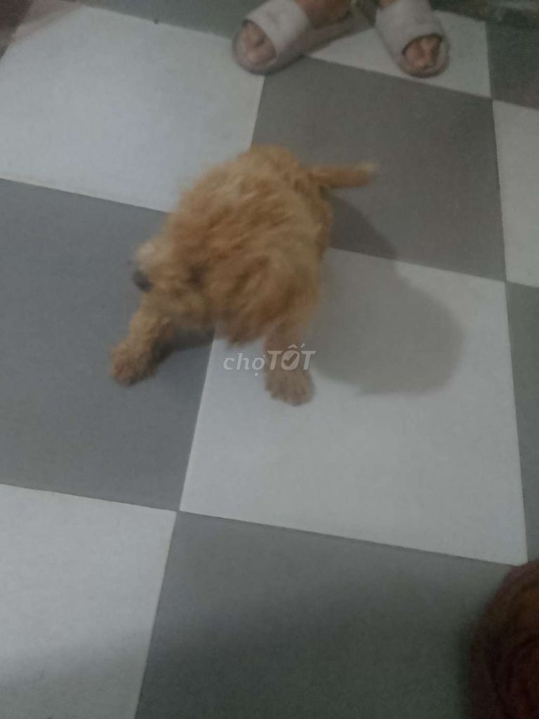 Không có thời gian nuôi muốn bán gọi số ***. Mua bán Chó tại Huyện Long Thành Đồng Nai được đăng bởi hùng còi hình 5