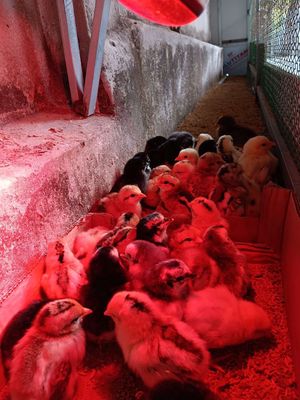 Cha lai kelso _ mẹ lai nhiều giống khác nhau. Mua bán Gà tại Huyện Phụng Hiệp Hậu Giang được đăng bởi TRẠI GÀ HẬU GIANG
