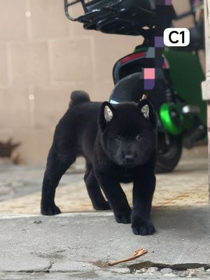 Chó Mông Cộc Đen Mực + Lưỡi Có Đốm Chuẩn Giống.