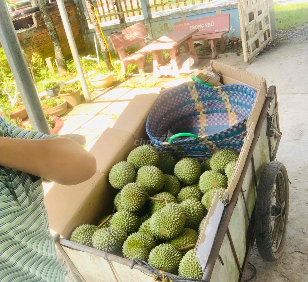 Sầu riêng Musaking 90. Mua bán Đồ ăn, thực phẩm và các loại khác tại Quận Ninh Kiều Cần Thơ được đăng bởi Lê Diện hình 1