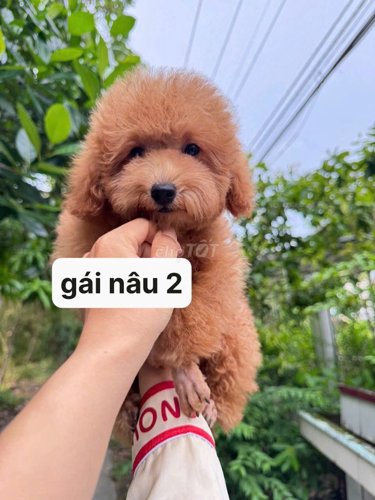 Chó Poodle Tiny Cái Nâu đỏ Cần Thơ. Mua bán Chó tại Quận Bình Thuỷ Cần Thơ được đăng bởi Nhi Nguyễn poodle cần thơ  hình 1