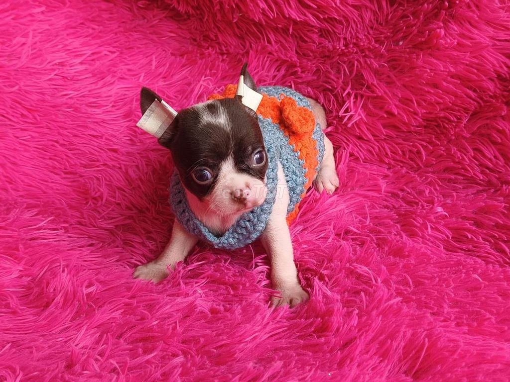 Chó Chihuahua đực bò sữa socola 2 tháng 1 mũi.. Mua bán Chó tại Quận 8 Tp Hồ Chí Minh được đăng bởi ZoZo House Chihuahua hình 1
