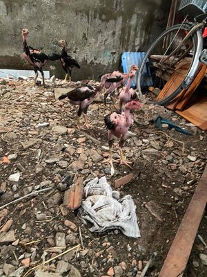 gà đòn con gần 1kg. Mua bán Gà tại Quận Bình Tân Tp Hồ Chí Minh được đăng bởi Khoa Minh