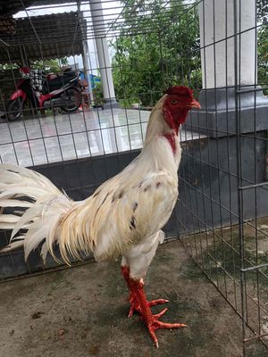 bướm tơ 4kg ae đổ mái liên hệ e. Mua bán Gà tại Huyện Phước Long Bạc Liêu được đăng bởi Út Gà 