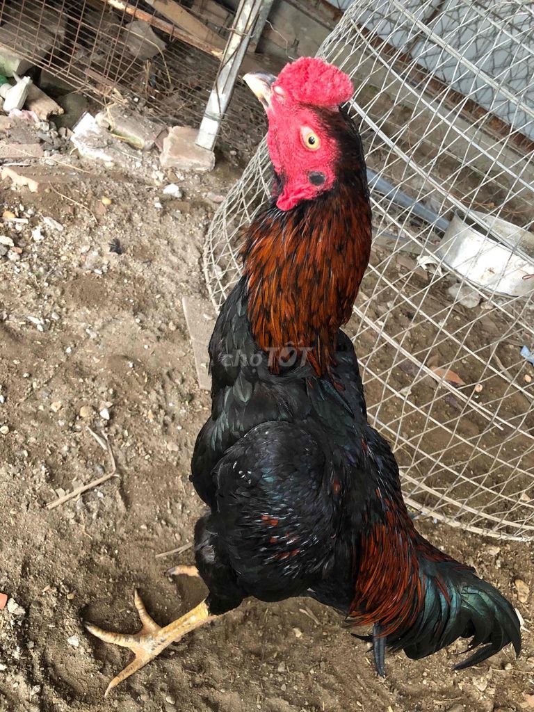 tía mắt trắng. Mua bán Gà tại Huyện Gia Lâm Hà Nội được đăng bởi Tuấn Ssang hình 1