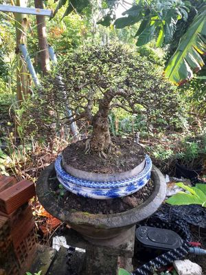 Mai chiếu thủy trung nu già thành phẩm mới thay lá. Mua bán Cây cảnh, đồ trang trí tại Quận Tân Bình Tp Hồ Chí Minh được đăng bởi đăng khoa