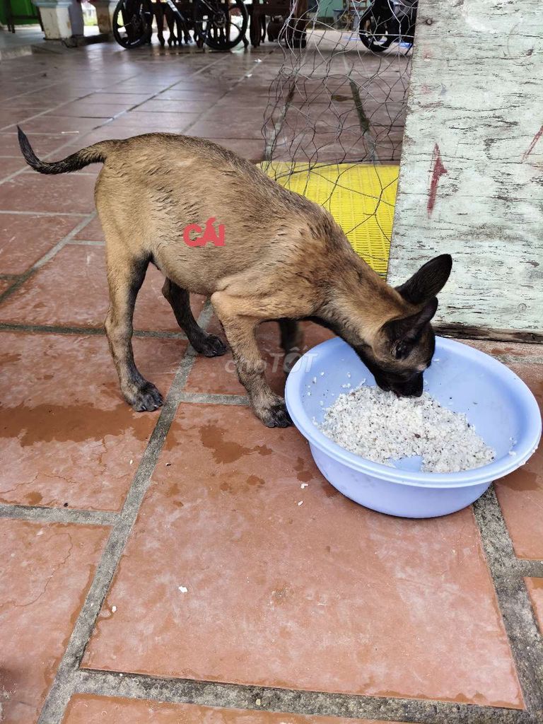 Béc Bỉ 3 tháng  tuổi. Mua bán Chó tại Quận Ngũ Hành Sơn Đà Nẵng được đăng bởi Tín Phong hình 1