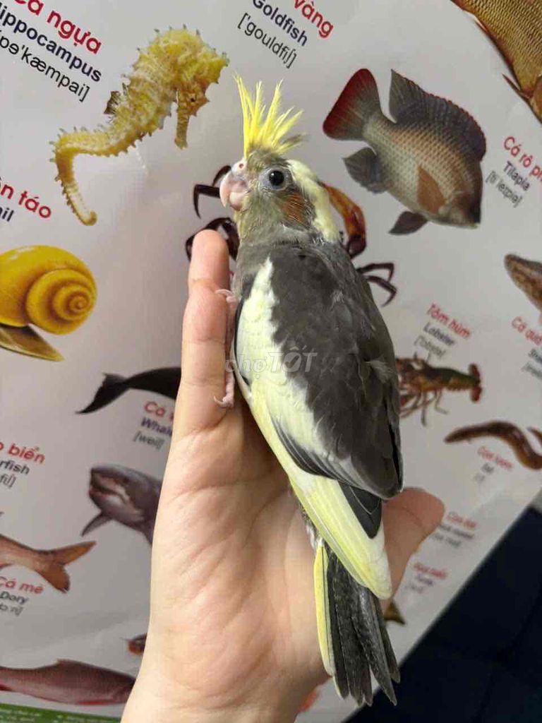 Chim Cockatiel Xám, vàng, trắng. Mua bán Chim tại Quận Bình Tân Tp Hồ Chí Minh được đăng bởi Soa Duong hình 1