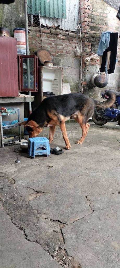 Chó 5 tháng. Mua bán Chó tại Huyện Cẩm Giàng Hải Dương được đăng bởi Long Cao Quang hình 1