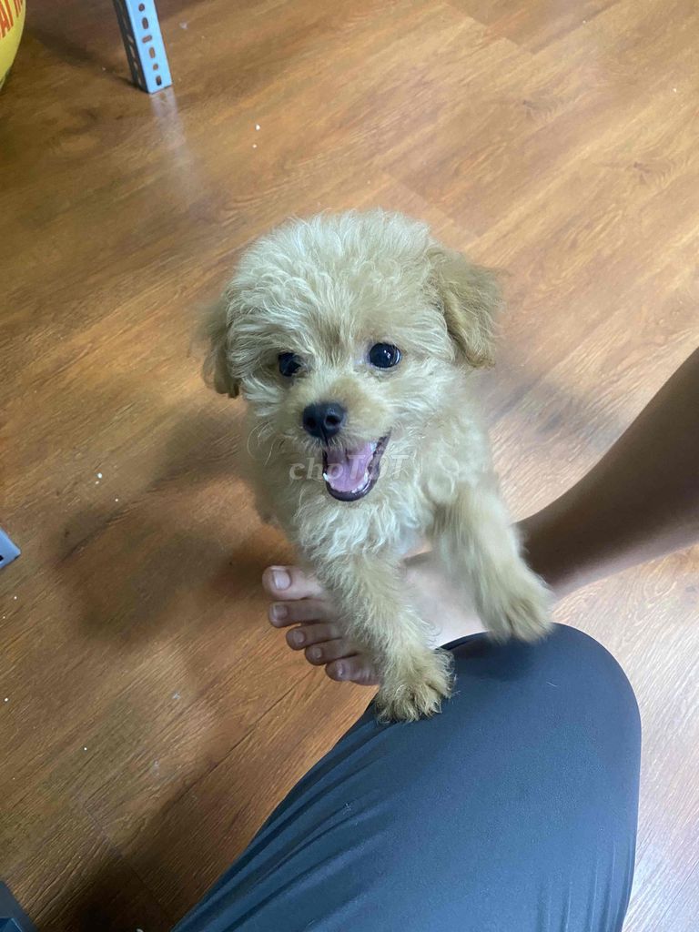 Chó Poodle Nâu vàng. Mua bán Chó tại Quận Gò Vấp Tp Hồ Chí Minh được đăng bởi Shop linh tinh hình 1