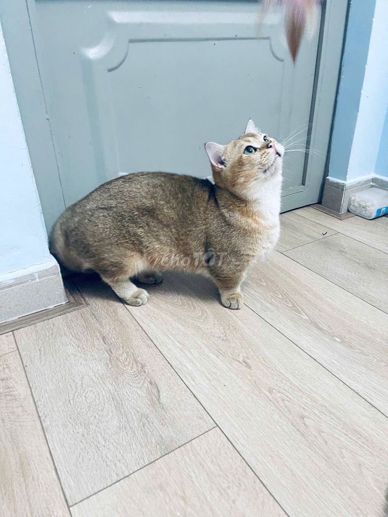 Mèo Munchkin đực vàng. Mua bán Mèo tại Quận Gò Vấp Tp Hồ Chí Minh được đăng bởi Anh Khá Nguyễn hình 1