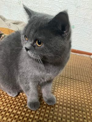 Mèo anh lông ngắn, màu xám, 7 tháng tuổi, hơn 5kg