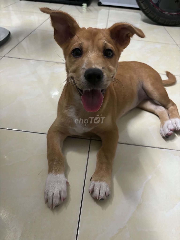 Chó cỏ lai Nhật 3 tháng tuổi. Mua bán Chó tại Quận 12 Tp Hồ Chí Minh được đăng bởi Hoàng Tuấn hình 1