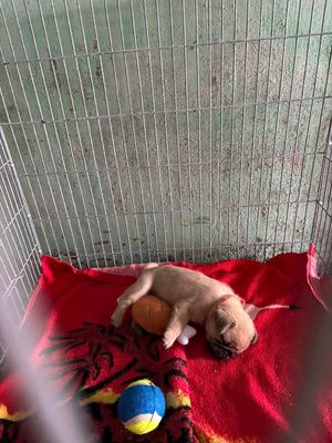 Chó Pug nâu vàng đã tiêm phòng