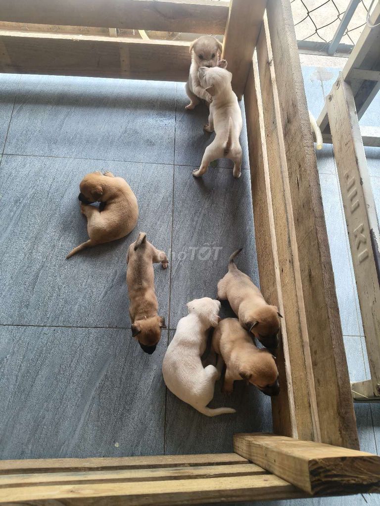 Chó nhỏ Nâu Trắng. Mua bán Chó tại Huyện Hóc Môn Tp Hồ Chí Minh được đăng bởi Minh Hoang hình 1