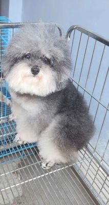 Do lí do công việc em cần để lại bé poodle xám. Mua bán Chó tại Quận Tân Bình Tp Hồ Chí Minh được đăng bởi Đào Quốc Cường