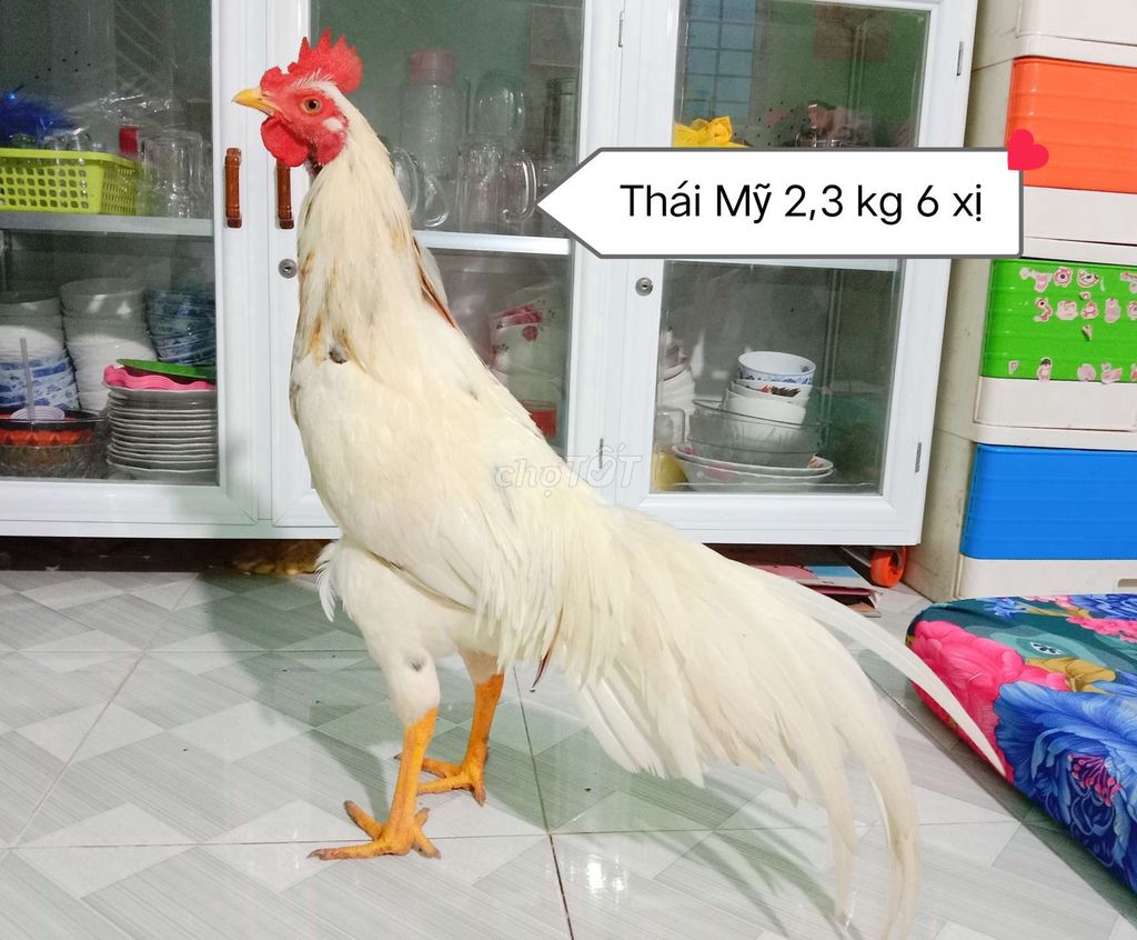 Thái Mỹ chạng 3 kg