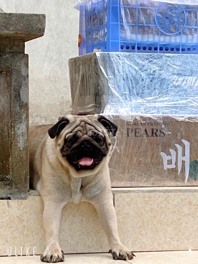 Chó Pug nâu vàng 2 tuổi. Mua bán Chó tại Thành phố Tuyên Quang Tuyên Quang được đăng bởi phan đức sáng hình 1